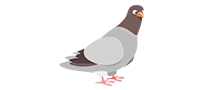 google-pigeon